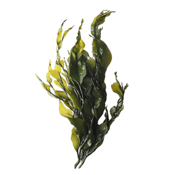 Fresh seaweed displayed against a clean transparent background, highlighting its vibrant colors and intricate textures, seaweed on transparent background png