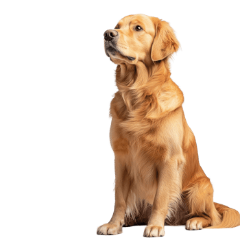 A graceful golden retriever sitting elegantly against a bright transparent background, Graceful Golden Retriever on transparent background Full Body Shot png