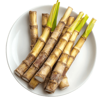 Freshly harvested sugarcane sticks arranged neatly on a transparent plate against a clean transparent background, sugarcane in transparent plate on transparent background png