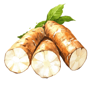 Fresh organic cassava roots on a transparent background showcasing vibrant watercolor artistry and natural textures, fresh organic cassava transparent background png