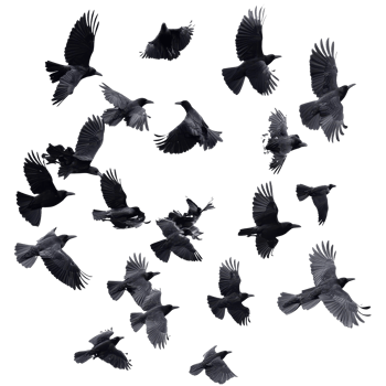 A flock of crows soaring gracefully against a transparent background in midday light, flock of flying crowsfile of isolated object on transparent background png