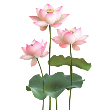 Beautiful lotus flowers blooming with vibrant petals isolated on a clean transparent background, lotus flowers isolated on transparent background png