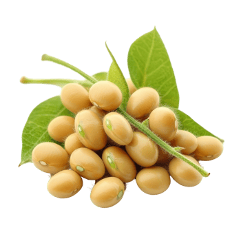 Fresh soybeans with green leaves isolated on a transparent background for culinary and agricultural purposes, Soybeans isolated on transparent background png
