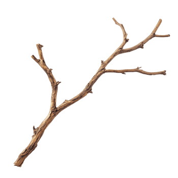 Dry wood branch with multiple limbs isolated on a transparent background showcasing natural texture and form, Dry wood branch isolated on transparent background. Treewood branch transparent background png