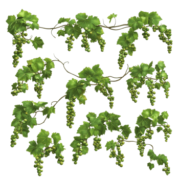 Grapevines with clusters of green grapes isolated on a transparent background for culinary and artistic inspiration, Mandarin fruit transparent isolated on trransparent png