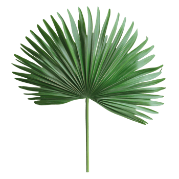 Tropical green palm leaf showcasing a vibrant natural beauty against a clean transparent background, tropical nature green palm leaf on transparent backgroundfile png