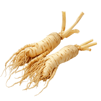 Fresh ginseng roots displayed on a transparent background, showcasing their distinctive shape and texture in detail, ginseng isolated on transparent background png