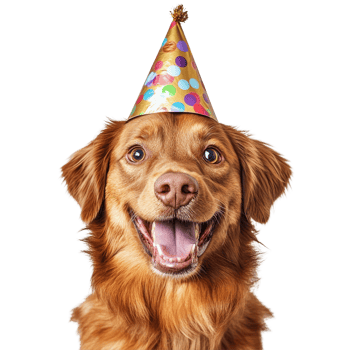 Joyful dog wearing a colorful party hat celebrates with a big smile against a plain transparent background, Happy Dog with Party Hat on transparent background png