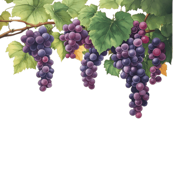 A beautiful cluster of purple grapes with lush green leaves against a transparent background, purple grapes branch and leaves hanging top transparent background png