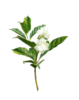 gardenia jasmine flower , Beautiful white jasmine flowers with green leaves, White rose with green leaves isolated on a white background, showcasing natural beauty and floral growth png