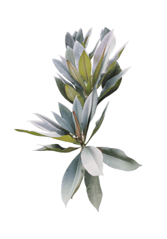 A spring bouquet of white lily of the valley, Close-up of a bouquet of lily of the valley flowers with fresh green leaves on a background, png
