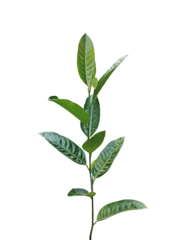 green jackfruit leaf branch, isolated in macro closeup, signifies new spring growth against a background png