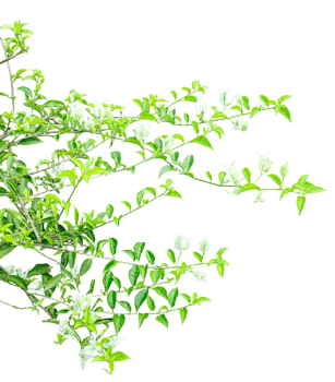 a green plant with leaves on a background, Fresh green leaves on a transparent background, Closeup of fresh green leaves on a plant branch isolated on background, png