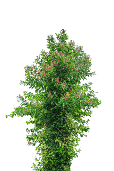Single tall evergreen Christmas tree isolated on a white background with green foliage and branches, A vibrant green tree isolated on a white background, showcasing lush foliage and natural beauty. png