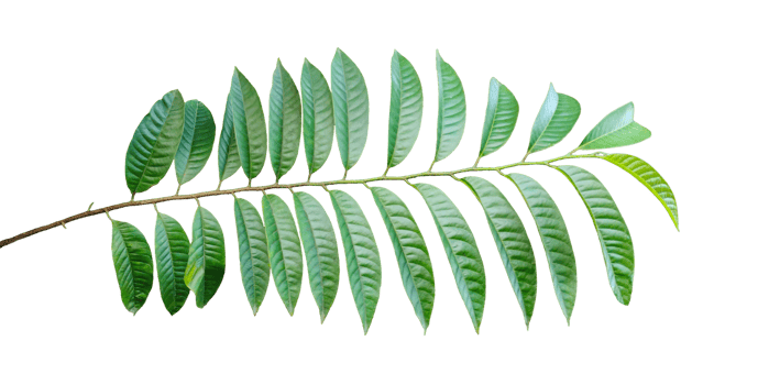 a green leaf on a branch with a transparent background, Isolated wood apple tree with green leaves on a background, Green fern leaf isolated on background, png