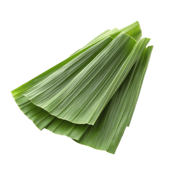 Freshly sliced pandan leaves arranged separately on a clean transparent background for culinary use and decoration, slice pandan leaf isolated on transparent background png