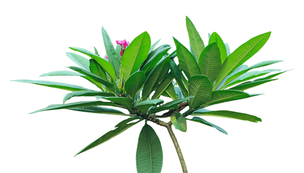 Isolated fresh green Frangipani tree leaves of various flora against a background backdrop, Closeup of a vibrant green plumeria plant with healthy foliage, a plant with green leaves and pink png