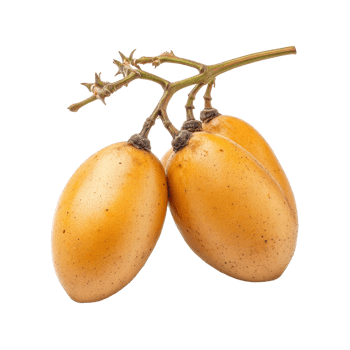 Long Gong fruit Lansium parasiticum displayed on a transparent background showcasing its unique appearance and color, Long Gong fruit Lansium parasiticum on transparent background png