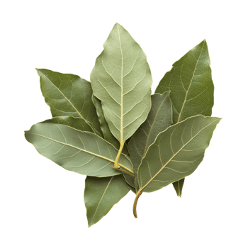Fresh bay leaves on a transparent background showcasing their vibrant green color and texture, bay leaves isolated transparent background png