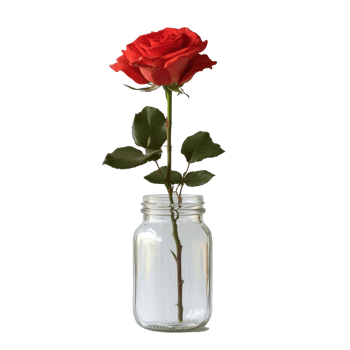 Elegant red rose displayed in a clear glass jar on a simple transparent background, capturing natural beauty and simplicity, Rose in a glass jar on transparent background. Rose flower glass jar png