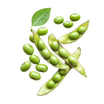 Fresh green soybean seeds and pods isolated against a clean transparent background for culinary and agricultural use, Green soybeans seeds isolated on transparent background png