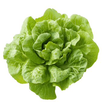Fresh cos lettuce on a plain transparent background ready for use in salads and culinary dishes, fresh cos lettuce on transparent background png