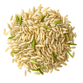 Fresh uncooked paddy rice with green husks on a transparent background, highlighting its natural texture and color, Paddy rice top view on transparent background png