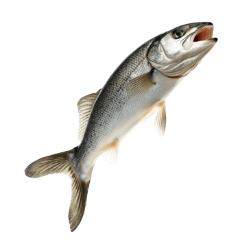 Real fish leaping joyfully over a transparent background showcasing its dynamic motion and natural beauty, Leaping Real Fish isolated on transparent background png