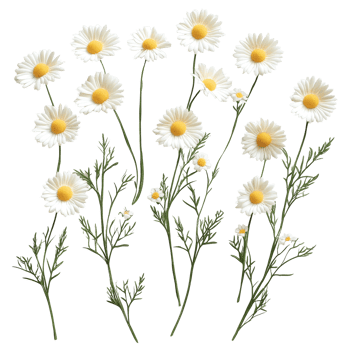 Chamomile flowers arranged on a pure transparent background showcasing their delicate petals and fresh green stems, Individual chamomile flowers on a pure transparent or transparent background png