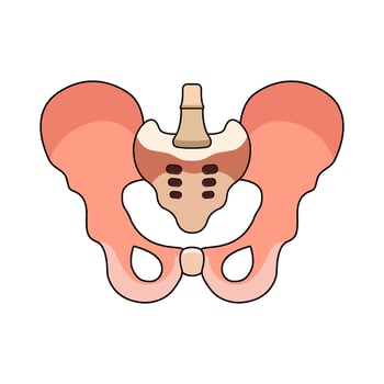 illustration of Pelvis vector