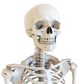 Human Skeleton Transparent Background png