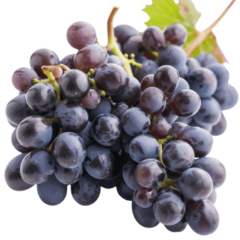 Fresh Blue Grapes on Vine Ready for Harvest Rich Healthy Snack and Natural Ingredient png