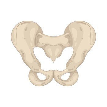 Illustration of Pelvis vector