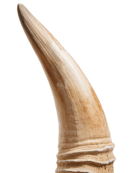 single oryx horn with smooth pointed shape and distinctive ringed base texture, realistic wild antelope horn on isolated background png