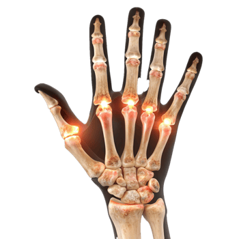 Hand anatomy detailed 3d illustration png