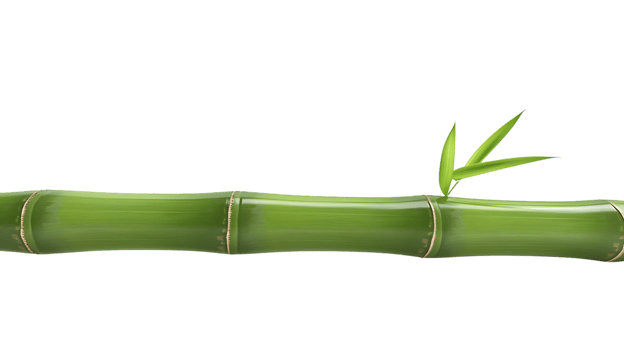 A vibrant green bamboo stem with fresh leaves ideal for nature and botanical designs png