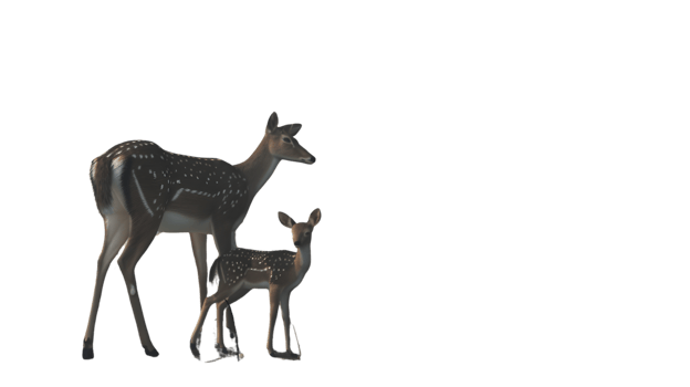 Adult and Young Spotted Deer Standing Together in a Natural Pose png