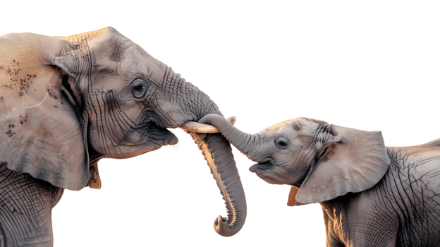 African Elephant Family Mother and Baby Tender Moment Wildlife Closeup png