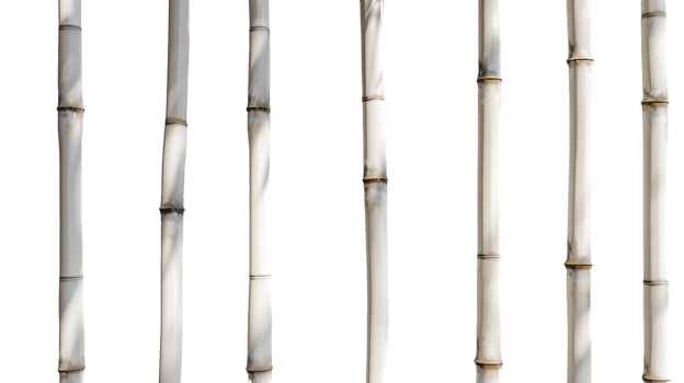 Bamboo Stalks Isolated on Black Background for Design and Decorative Purposes png