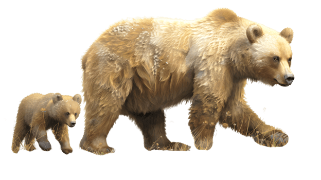 Brown Bear and Cub Walking in Nature png