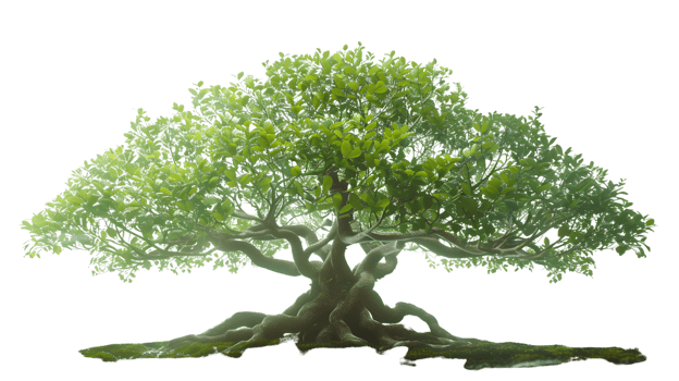 Detailed Image of an Ancient Bonsai Tree with Lush Green Foliage and Exposed Roots png
