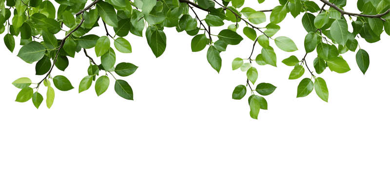Green leaves branch isolated png