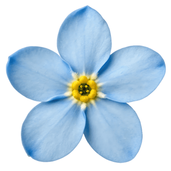 Close up of a delicate blue forget me not flower. png