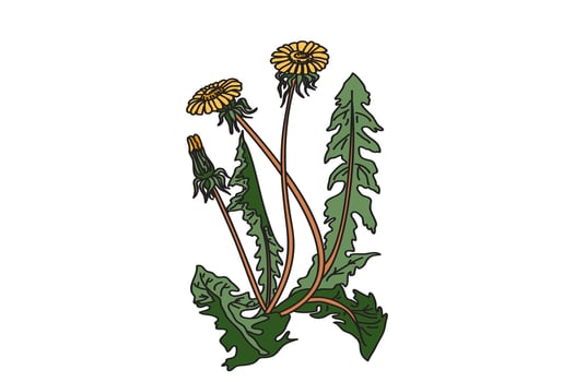 Botanical medicinal plant isolated on white background. Hand drawn dandelion with stems, leaves, flowers illustration. Graphic design elements for Birthday Poster Invitation Greeting Card Print vector
