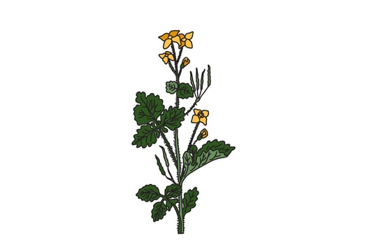 Botanical medicinal plant isolated on white background. Hand drawn celandine with stems, leaves, flowers illustration. Graphic design elements for Birthday Poster Invitation Greeting Card Print vector