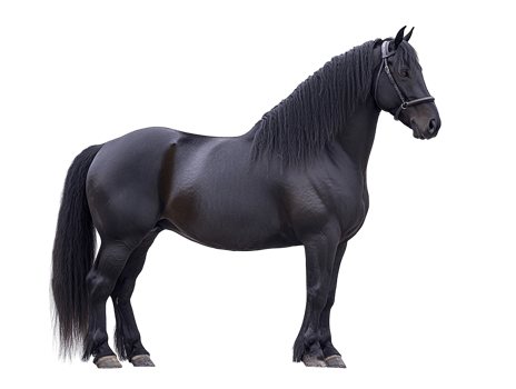 Percheron Horse Side View Black isolated on transparent background png