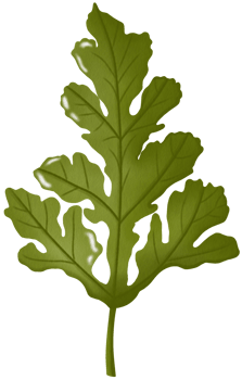 Spring Summer Leaf png