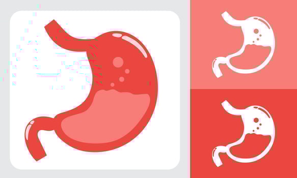 Stomach Anatomy Illustration with Detailed Structure and Medical Concept vector