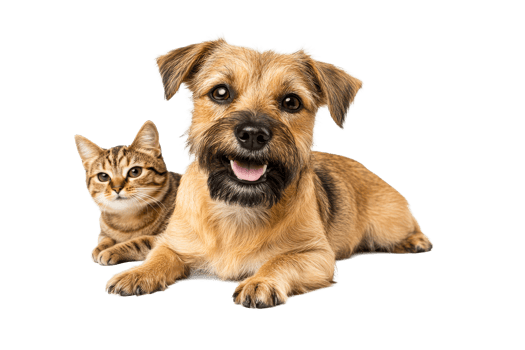 Happy dog and cat relaxing together with a playful expression png
