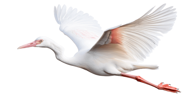 Elegant white bird in flight with wings fully spread png